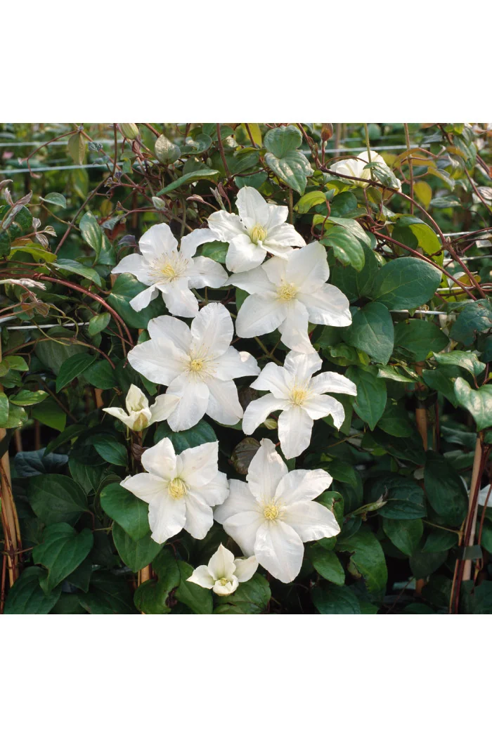 Powojnik 'Sylvia Denny' | Clematis