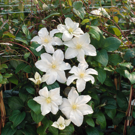 Powojnik 'Sylvia Denny' | Clematis