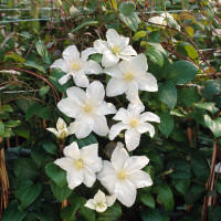 Powojnik 'Sylvia Denny' | Clematis