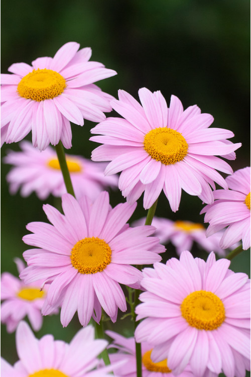 Złocień czerwonawy 'Clara Curtis' Chrysanthemum