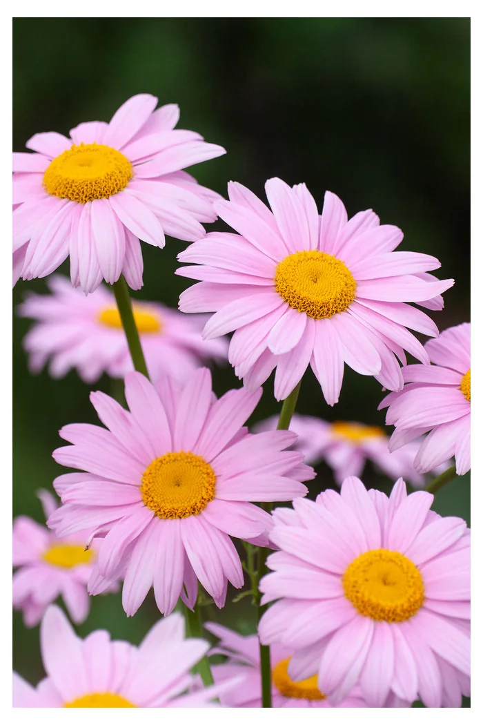 Złocień czerwonawy 'Clara Curtis' Chrysanthemum