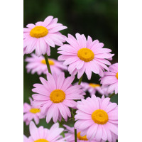 Złocień czerwonawy 'Clara Curtis' Chrysanthemum