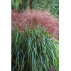 Miskant chiński 'Rotsilber' | Miscanthus sinensis