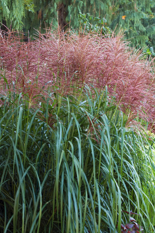 Miskant chiński 'Rotsilber' | Miscanthus sinensis