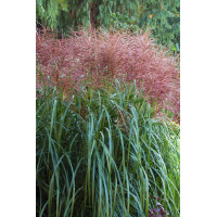 Miskant chiński 'Rotsilber' | Miscanthus sinensis