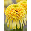 jeżówka, jeżówka Lemon Drop ,echinacea, echinacea Lemon Drop