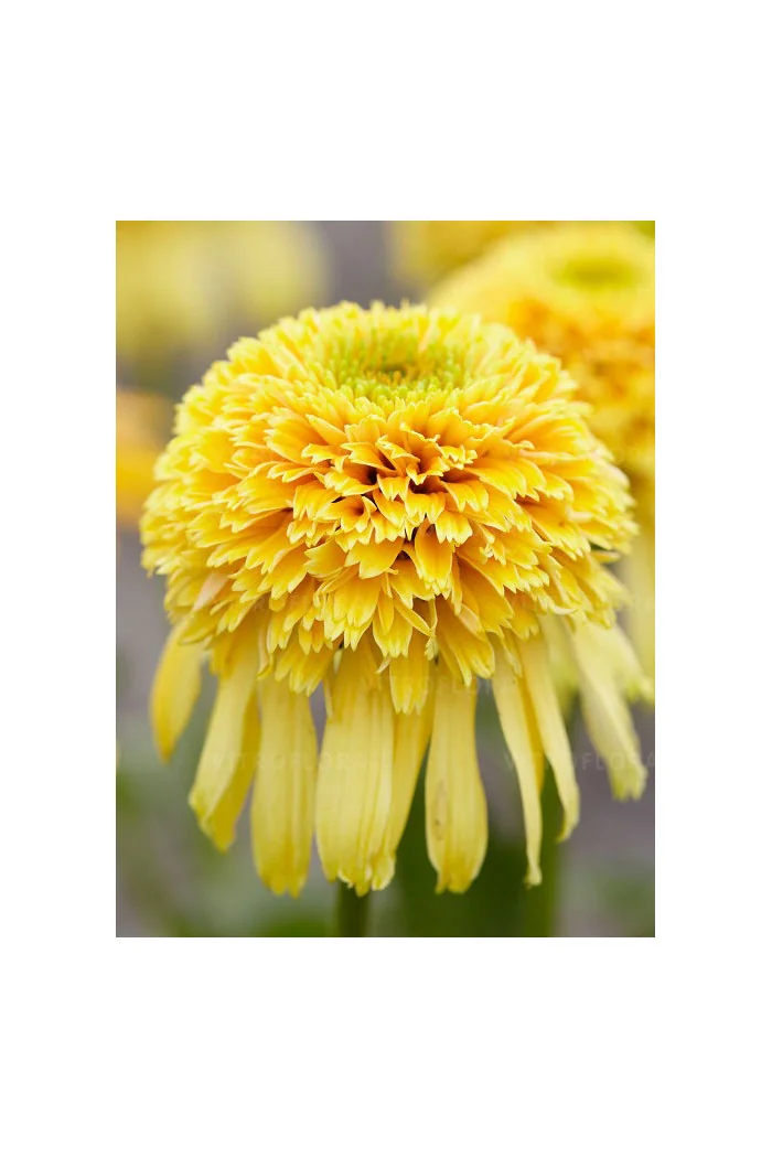 jeżówka, jeżówka Lemon Drop ,echinacea, echinacea Lemon Drop