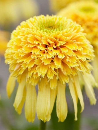 jeżówka, jeżówka Lemon Drop ,echinacea, echinacea Lemon Drop