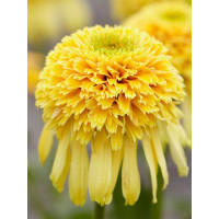 jeżówka, jeżówka Lemon Drop ,echinacea, echinacea Lemon Drop