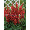 Łubin 'Beefeater' Lupinus