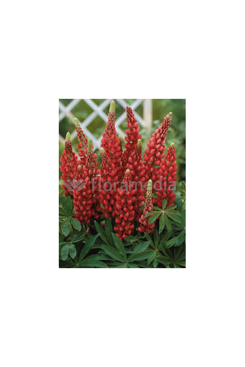 Łubin 'Beefeater' Lupinus