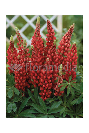 Łubin 'Beefeater' Lupinus