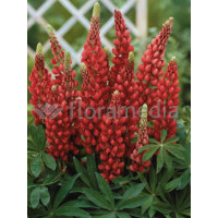 Łubin 'Beefeater' Lupinus