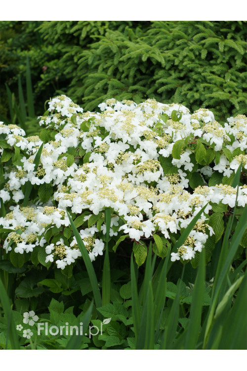 Kalina japońska forma omszona | Viburnum plicatum f tomentosum