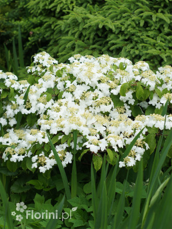 Kalina japońska forma omszona | Viburnum plicatum f tomentosum