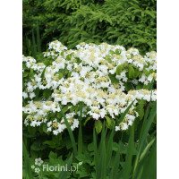 Kalina japońska forma omszona | Viburnum plicatum f tomentosum