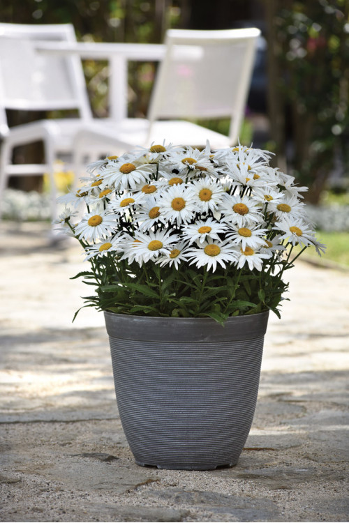 Złocień wielki 'Madonna' | Leucanthemum maximum