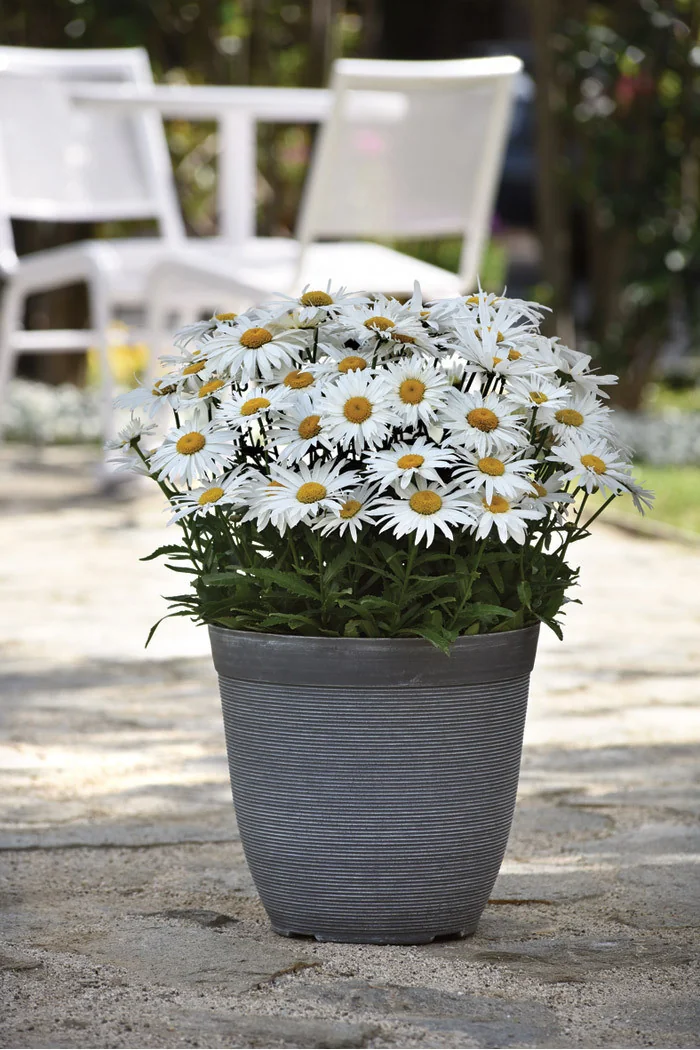 Złocień wielki 'Madonna' | Leucanthemum maximum