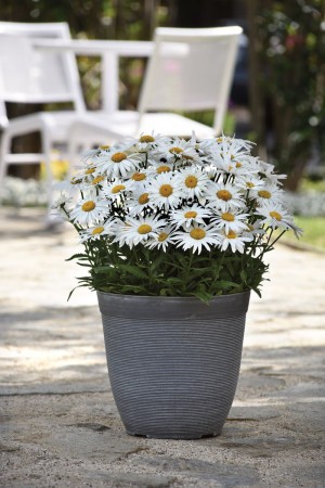 Złocień wielki 'Madonna' | Leucanthemum maximum