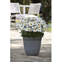 Złocień wielki 'Madonna' | Leucanthemum maximum