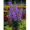Dzwonecznik 'Gaudi Violet' | Adenophora latifolia
