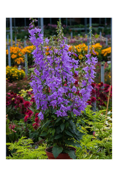 Dzwonecznik 'Gaudi Violet' | Adenophora latifolia