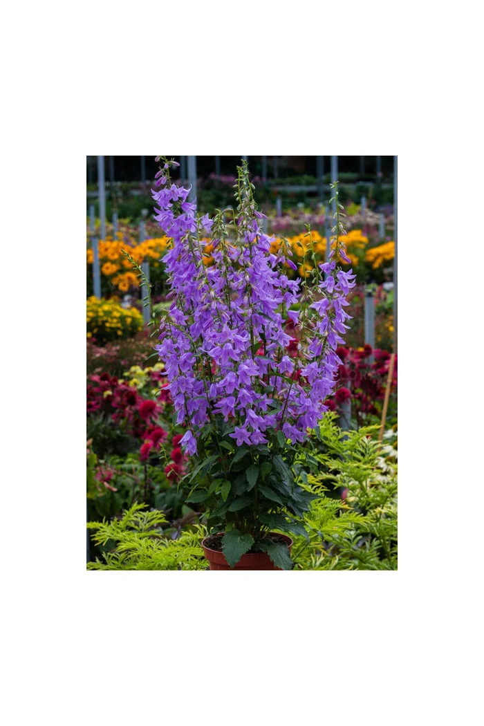 Dzwonecznik 'Gaudi Violet' | Adenophora latifolia