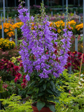 Dzwonecznik 'Gaudi Violet' | Adenophora latifolia