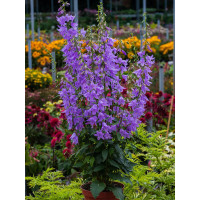Dzwonecznik 'Gaudi Violet' | Adenophora latifolia