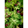 Bodziszek żałobny 'Springtime' Geranium phaeum