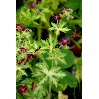 Bodziszek żałobny 'Springtime' Geranium phaeum