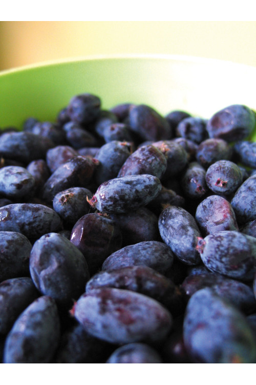 Jagoda kamczacka 'Leningradskij Welikan' | Lonicera coerulea var. Kamtschatica