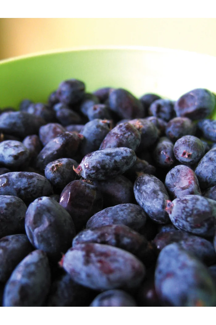 Jagoda kamczacka 'Leningradskij Welikan' | Lonicera coerulea var. Kamtschatica