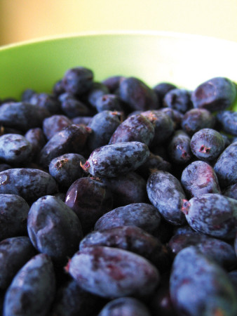 Jagoda kamczacka 'Leningradskij Welikan' | Lonicera coerulea var. Kamtschatica