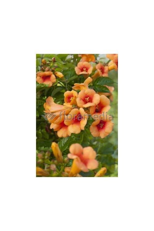 Milin amerykański 'Judy' | Campsis radicans