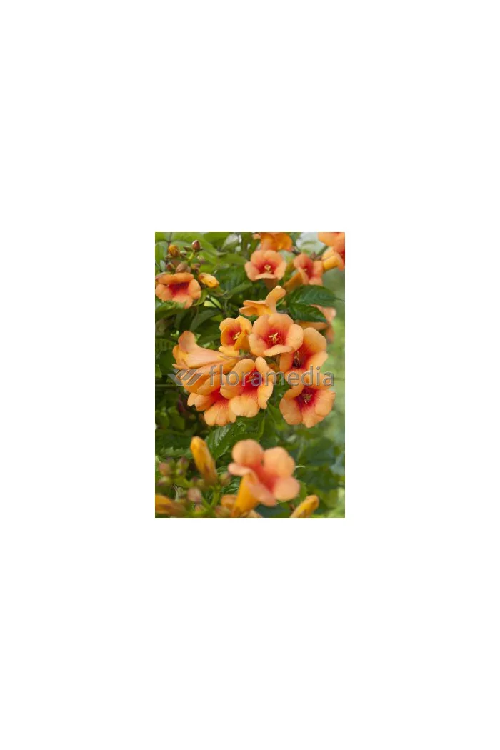 Milin amerykański 'Judy' | Campsis radicans
