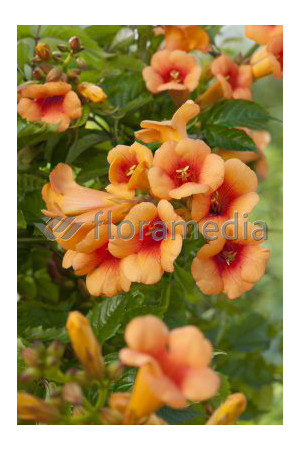 Milin amerykański 'Judy' | Campsis radicans