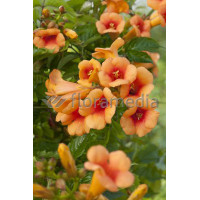 Milin amerykański 'Judy' | Campsis radicans