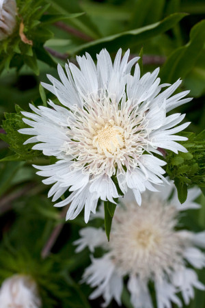 Stokezja 'Silver Moon' | Stokesia laevis