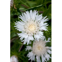 Stokezja 'Silver Moon' | Stokesia laevis