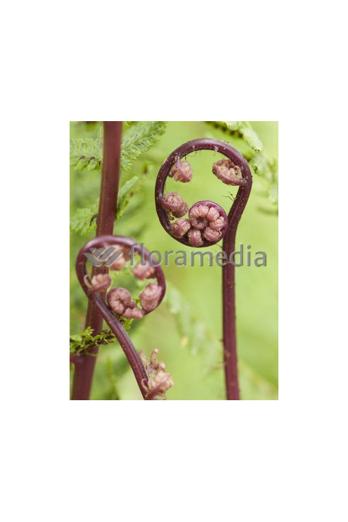 Wietlica samicza 'Lady in Red' | Athyrium filix-femina