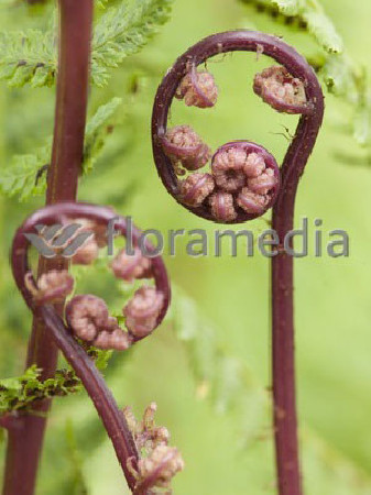 Wietlica samicza 'Lady in Red' | Athyrium filix-femina