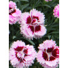 goździk, dianthus