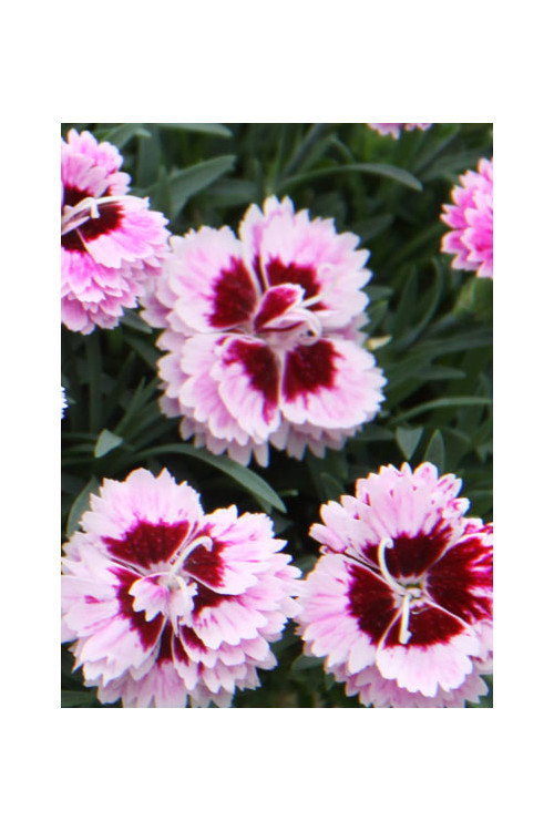 goździk, dianthus