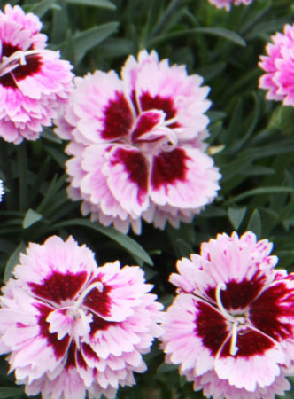 goździk, dianthus