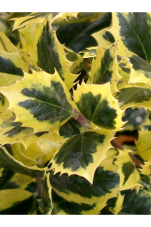 Ostrokrzew Meservy 'Golden Prince' (męski) | Ilex x meserveae