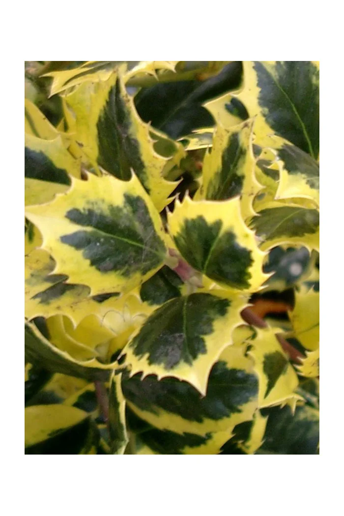 Ostrokrzew Meservy 'Golden Prince' (męski) | Ilex x meserveae