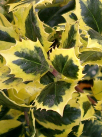 Ostrokrzew Meservy 'Golden Prince' (męski) | Ilex x meserveae