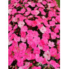 Sunpatiens (Niecierpek) 'Pink Pearl' | Impatiens
