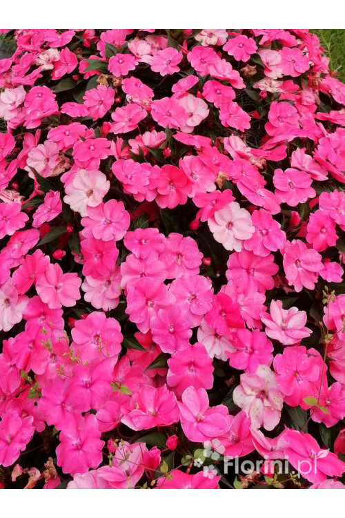 Sunpatiens (Niecierpek) 'Pink Pearl' | Impatiens
